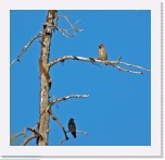 Tilhet_Bombycilla garrulus_Bohemian Waxwing * 1517 x 1462 * (1.74MB)